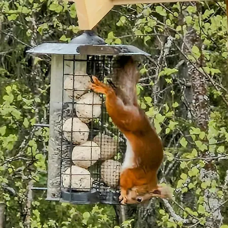 Mountain With Panoramic Views In Brakastolen Ron